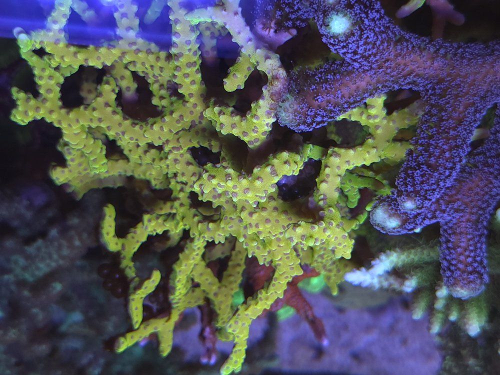 Large or small frags of sps