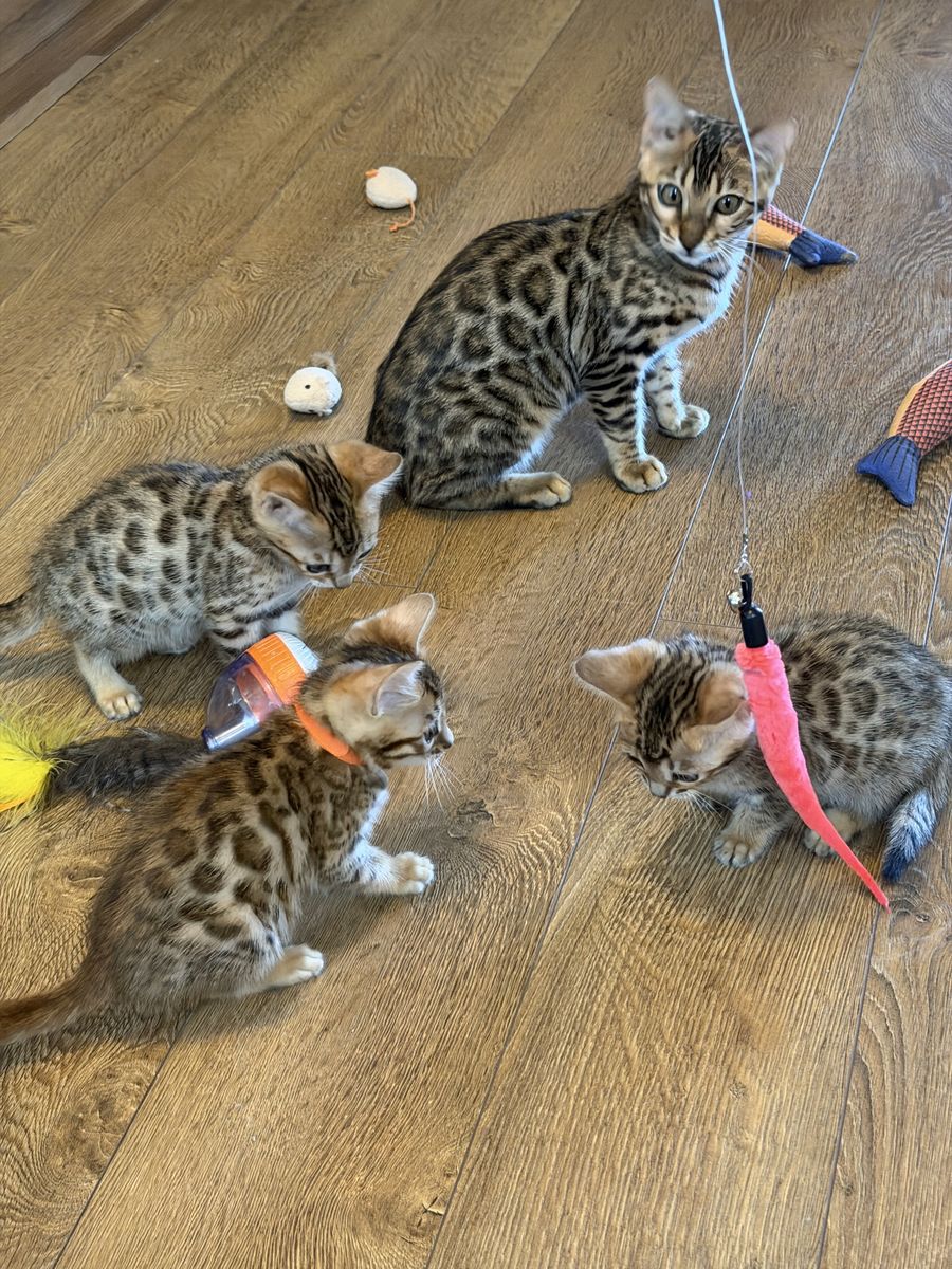 Adorable 8-Week-Old Bengal Kittens - Vaccinated, Dewormed, Litter Box Trained