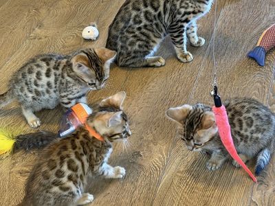 Adorable 8-Week-Old Bengal Kittens - Vaccinated, Dewormed, Litter Box Trained