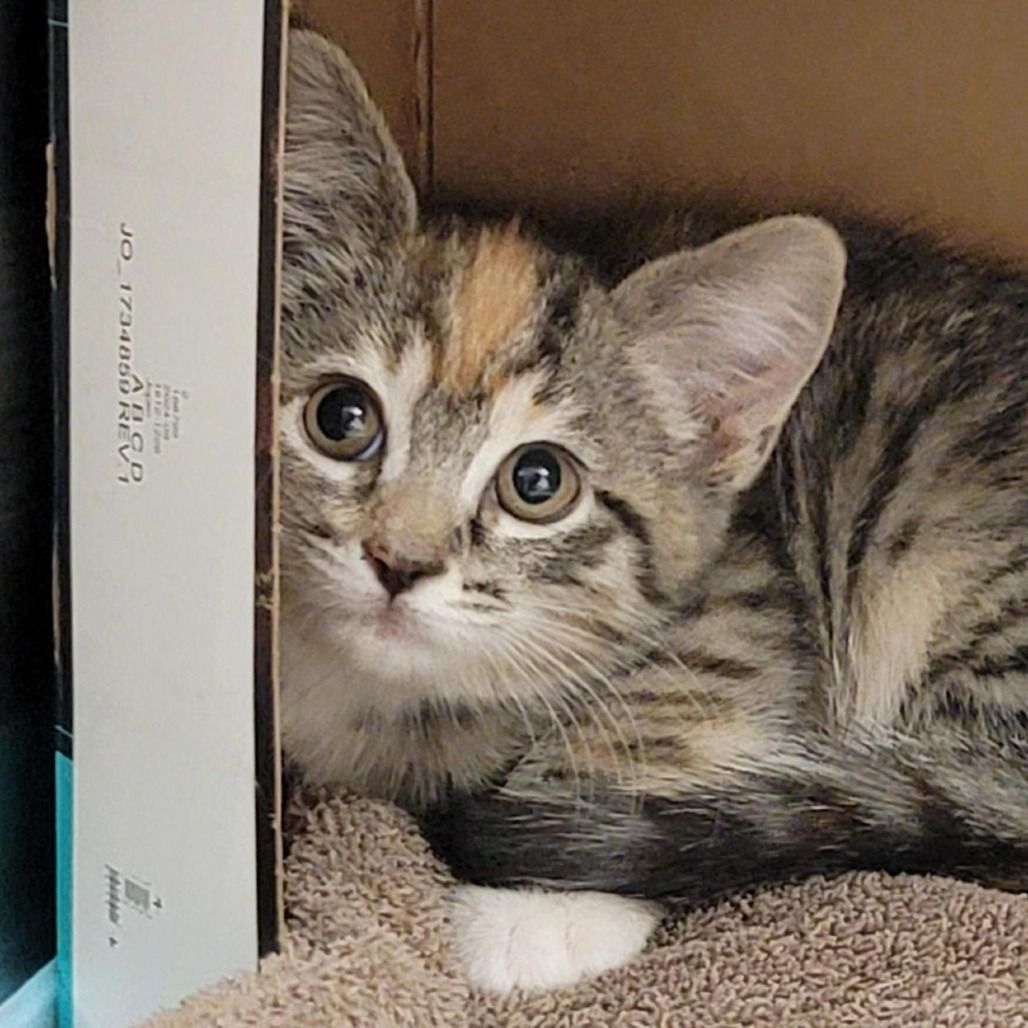 Hello my name is Teva