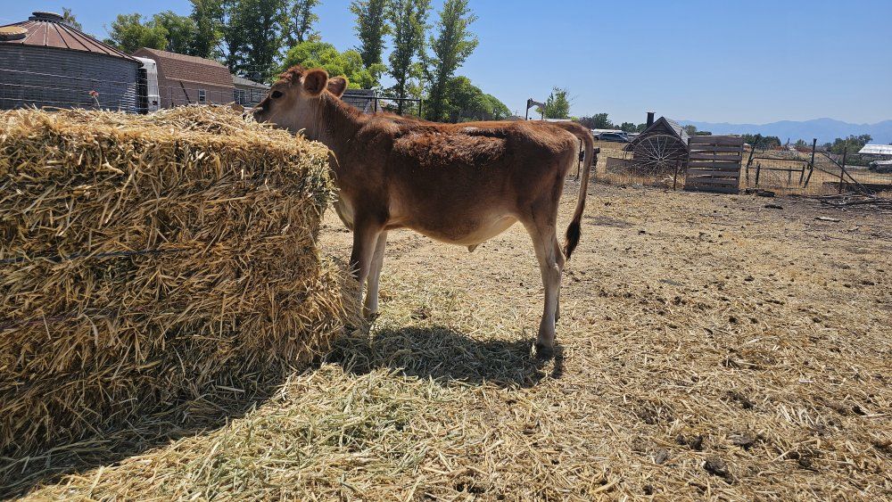 Young Jersey Heifer Calf