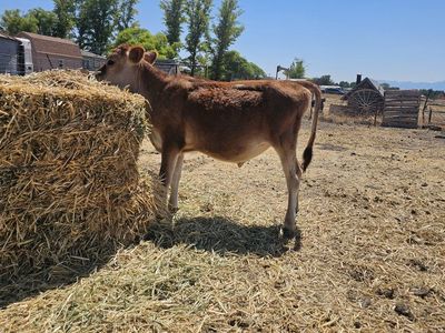 Young Jersey Heifer Calf