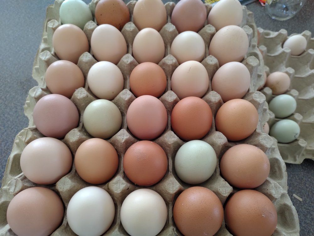 Fresh chicken eggs
