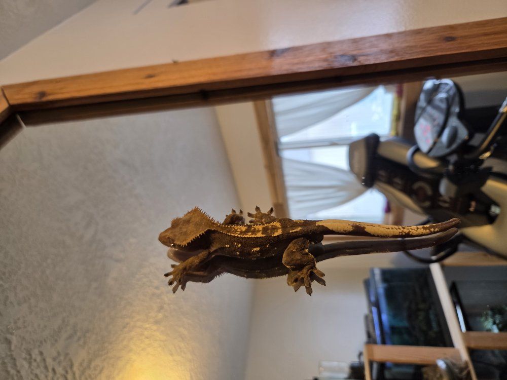 Harlequin X Dalmation creasted gecko yearlings