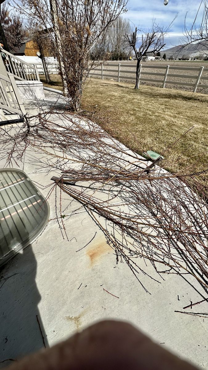 Peach Wood And Apple Wood Branches