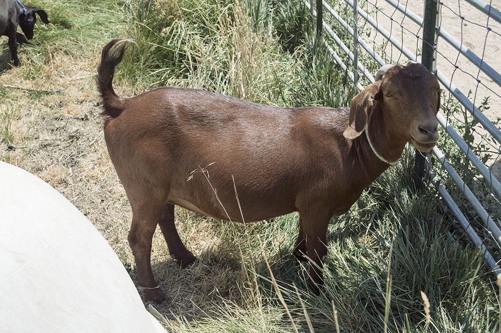 Proven Doe/Nanny Boer Goat