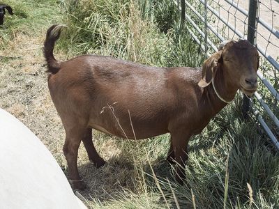 Proven Doe/Nanny Boer Goat