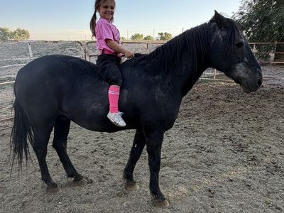 18-19 year old pony