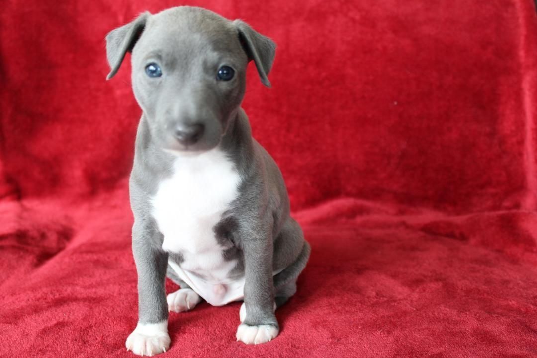 Purebred Italian Greyhound Puppies