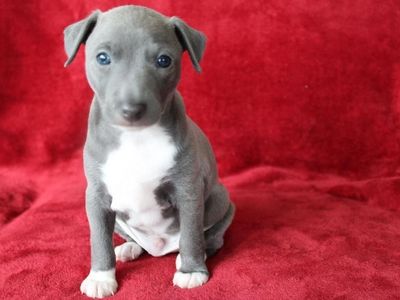 Purebred Italian Greyhound Puppies