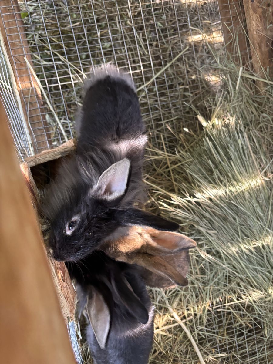 Young Bunnies - Domestic Baby Rabbits $10