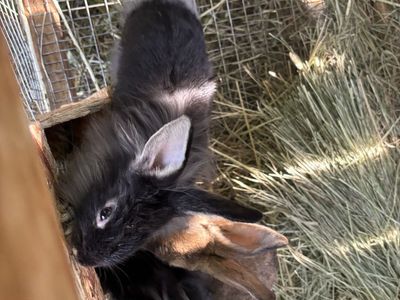Young Bunnies - Domestic Baby Rabbits $10