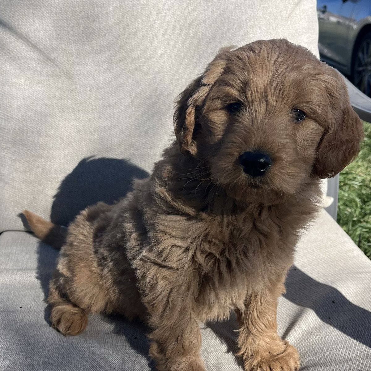 CUTEST MINI F1 GOLDEN DOODLE - MALE