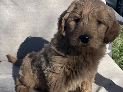 CUTEST MINI F1 GOLDEN DOODLE - MALE