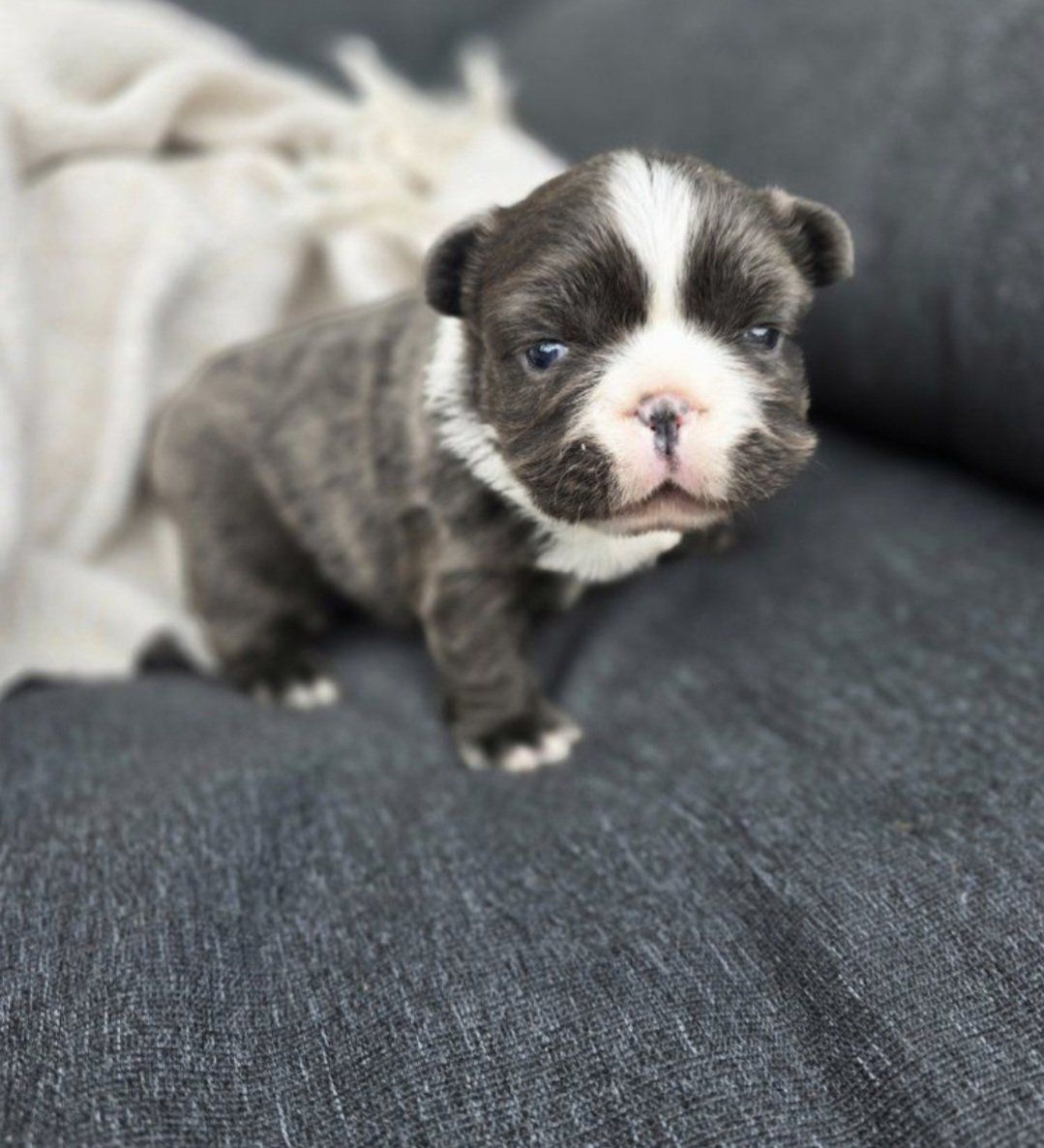 AKC Fluffy French Bulldog