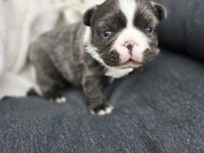 AKC Fluffy French Bulldog