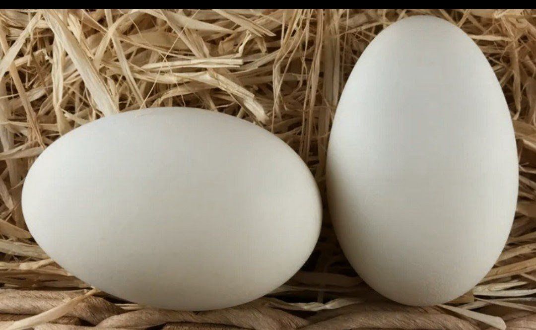 FERILIZED GOOSE EGGS geese