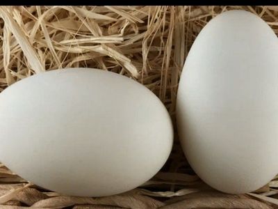FERILIZED GOOSE EGGS geese