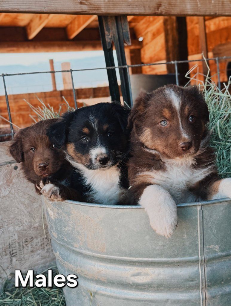 Adorable Full Breed Australian Shepherd Puppies