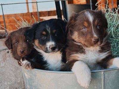 Adorable Full Breed Australian Shepherd Puppies