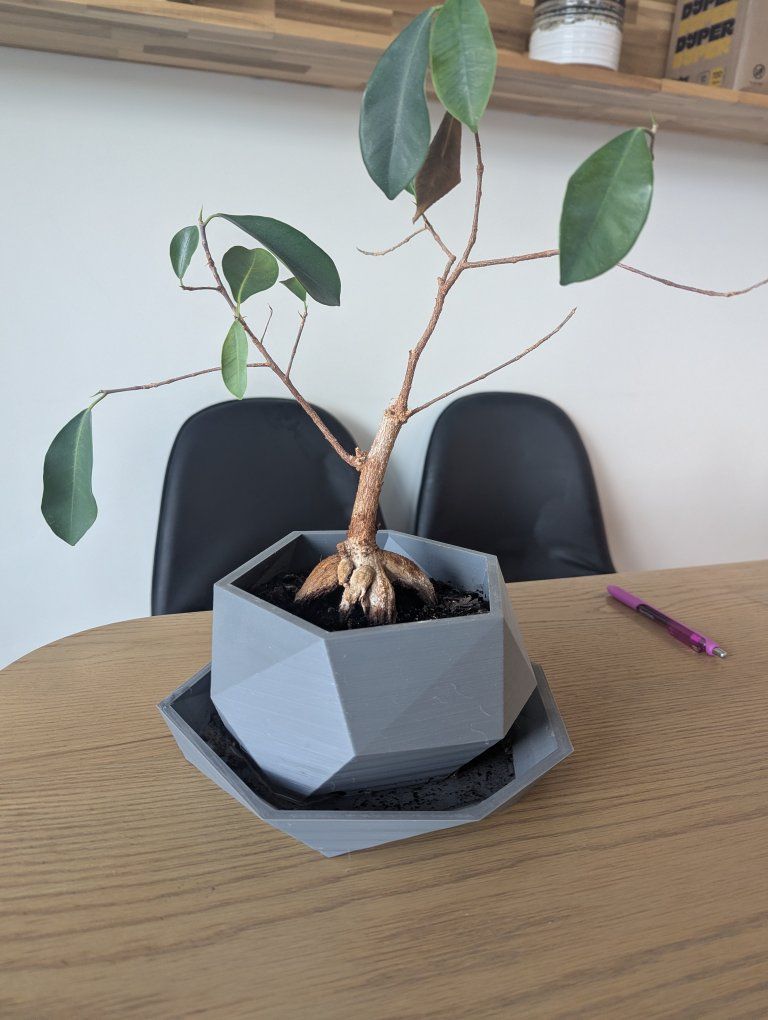 Bonsai Tree - FREE