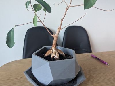 Bonsai Tree - FREE