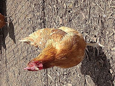 1 year Laying hens