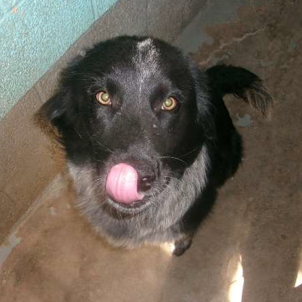 Hello my name is Pong