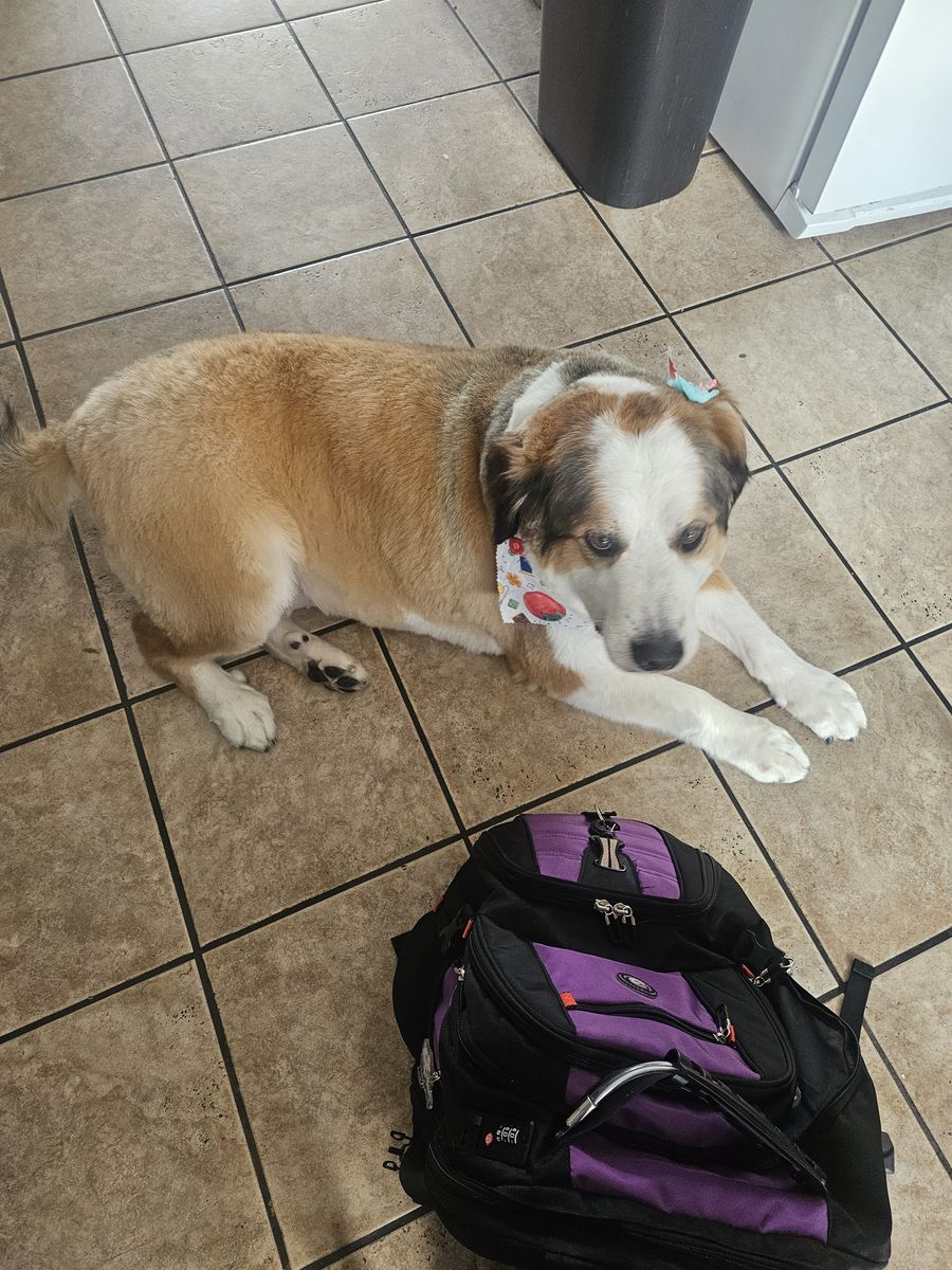 Great Pyrenees x Bernese Mountain