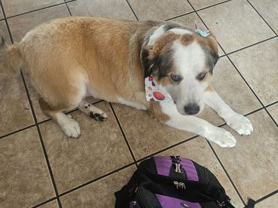 Great Pyrenees x Bernese Mountain