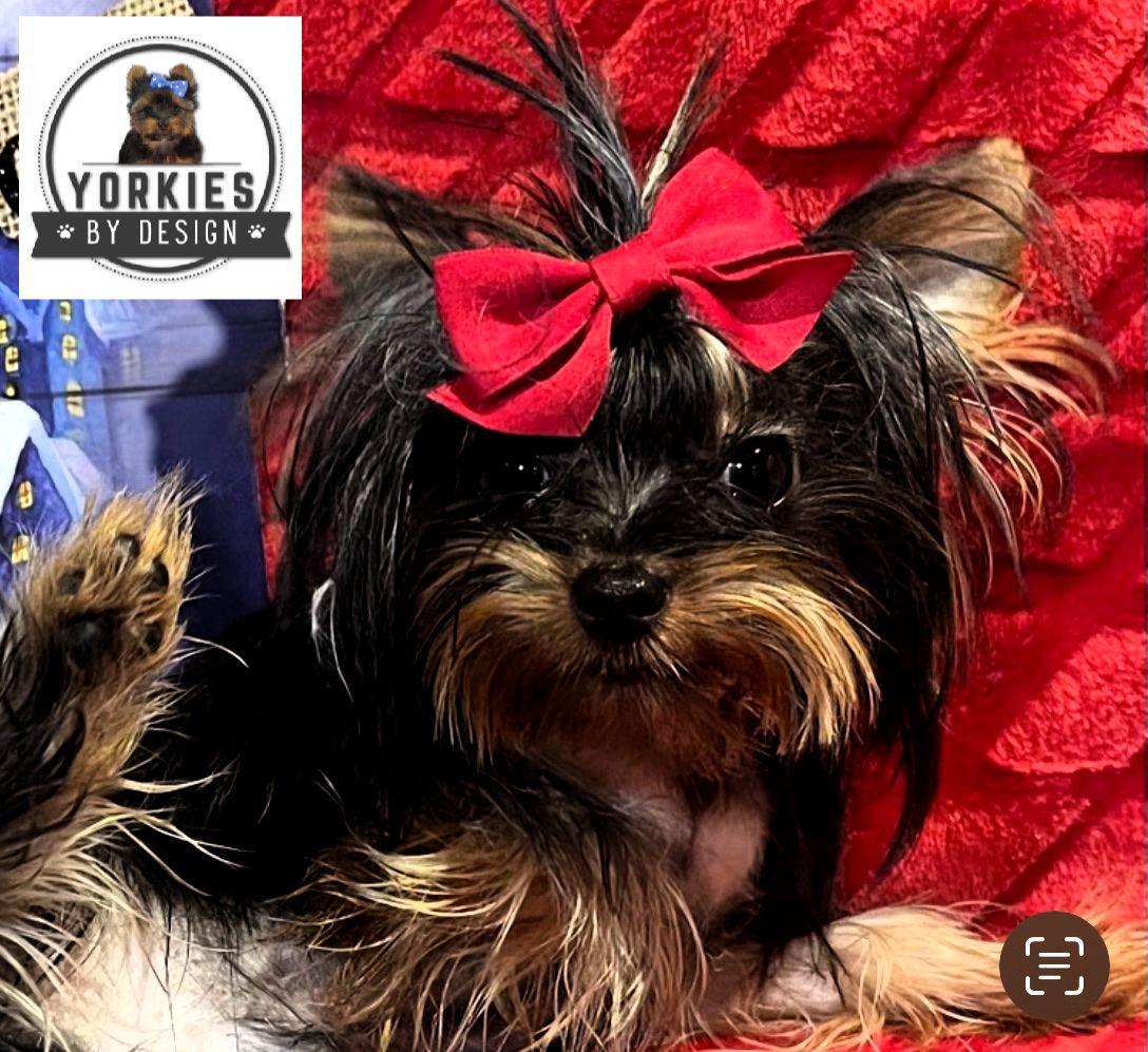 Tiny 2lbs yorkie for stud only. 