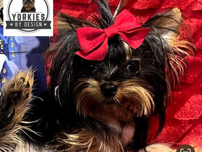 Tiny 2lbs yorkie for stud only.