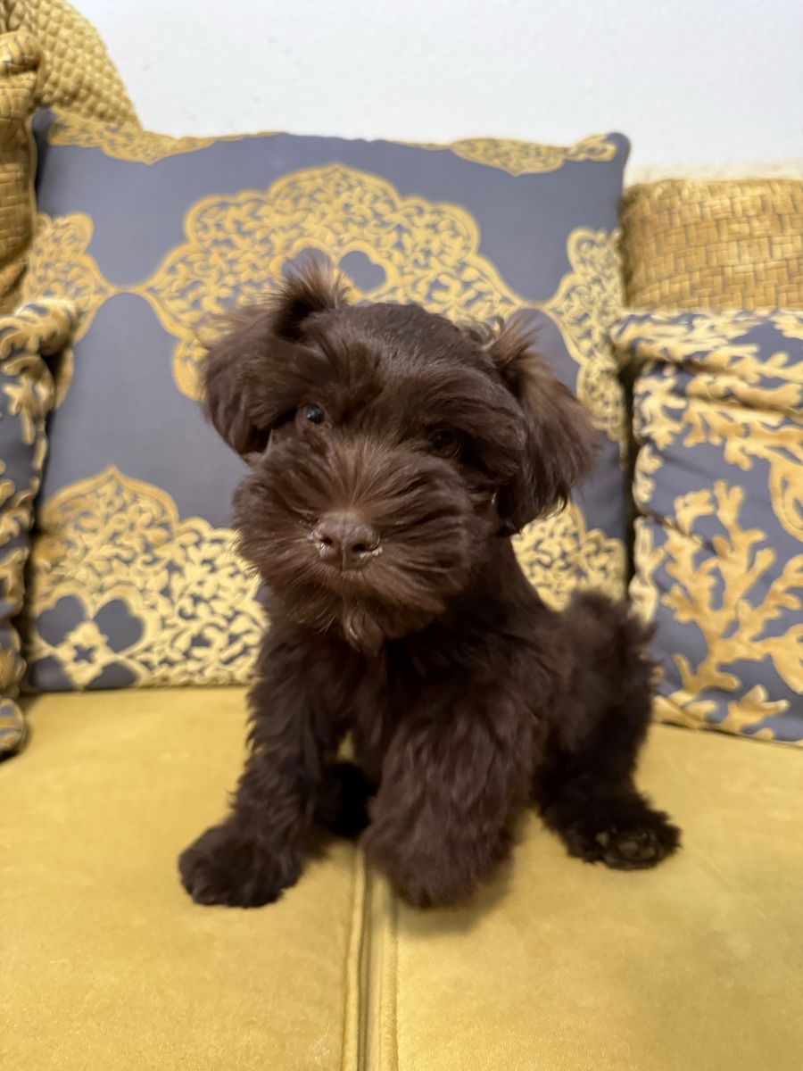 Miniature Schnauzer Male