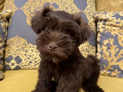 Miniature Schnauzer Male