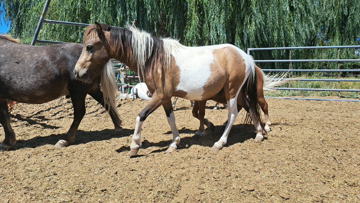 Buckskin Tobiano Stallion Mini