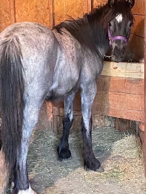 Gypsy Vanner Arabian cross filly for sale