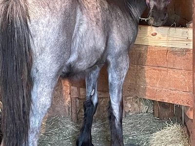 Gypsy Vanner Arabian cross filly for sale