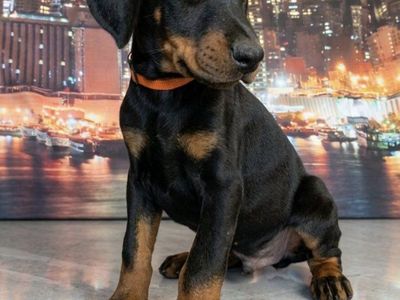 Doberman Pinscher Puppies AKC - Black & Tan, Available Now - Top Quality!