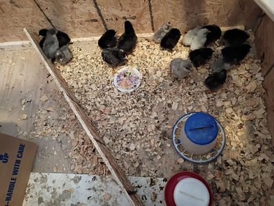 Chicks for Sale