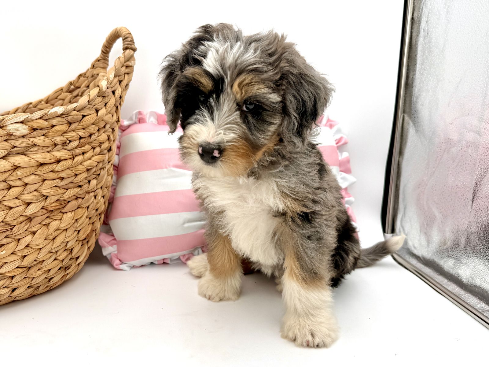Mini Bernedoodles - MultiGen
