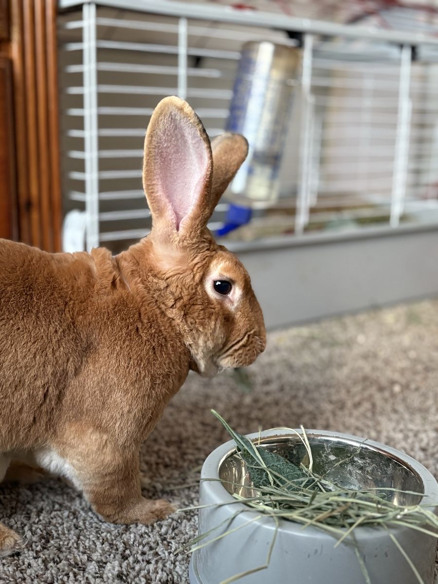 Big Bunny