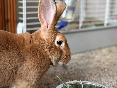Big Bunny
