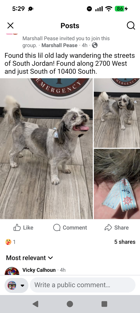 FOUND DOG in SOUTH JORDAN - 10400 s. 2700 w.
