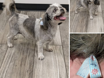 FOUND DOG in SOUTH JORDAN - 10400 s. 2700 w.