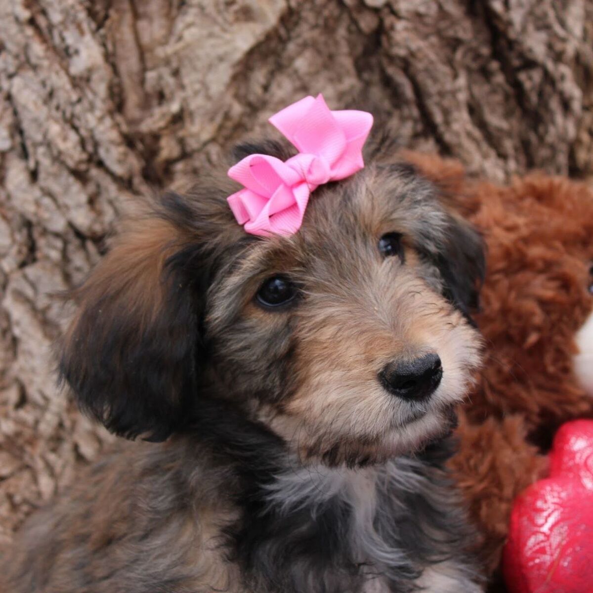 VERY SWEET 3 legged puppy Ideal ESA!