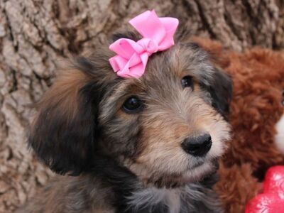 VERY SWEET 3 legged puppy Ideal ESA!