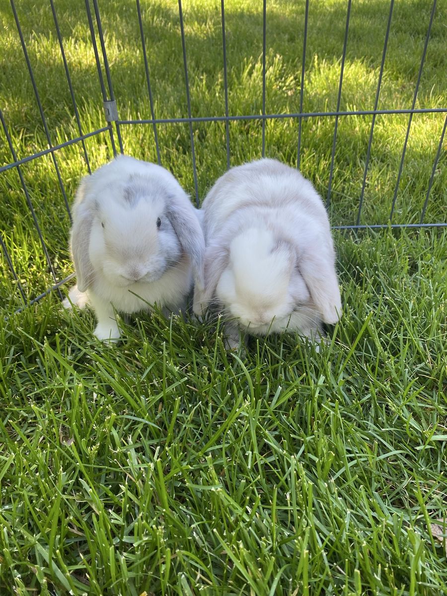 Purebred half pedigree holland lop males