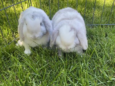 Purebred half pedigree holland lop males