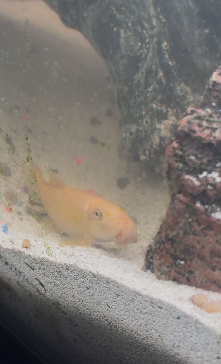 Golden Algae Eater