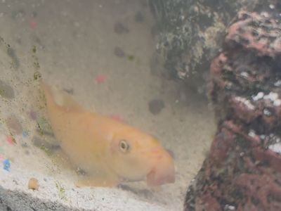 Golden Algae Eater